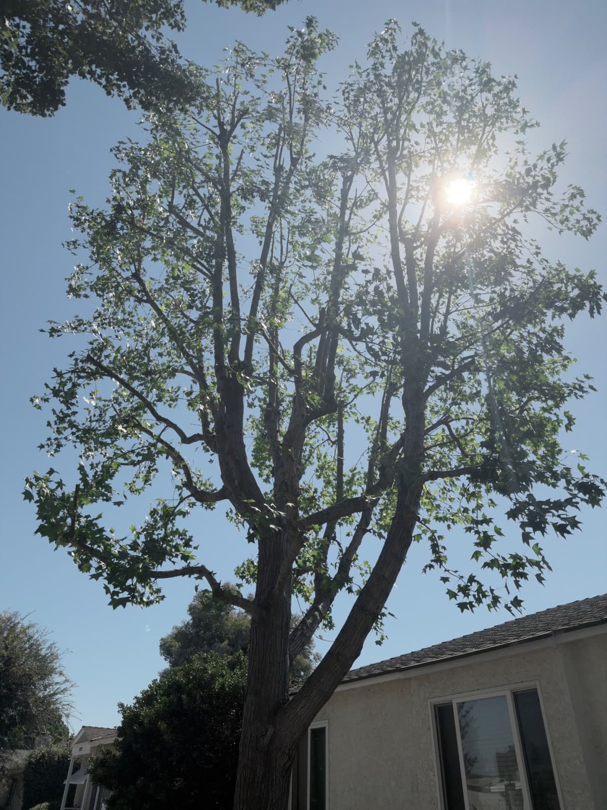 Tree Service · Lakewood Village