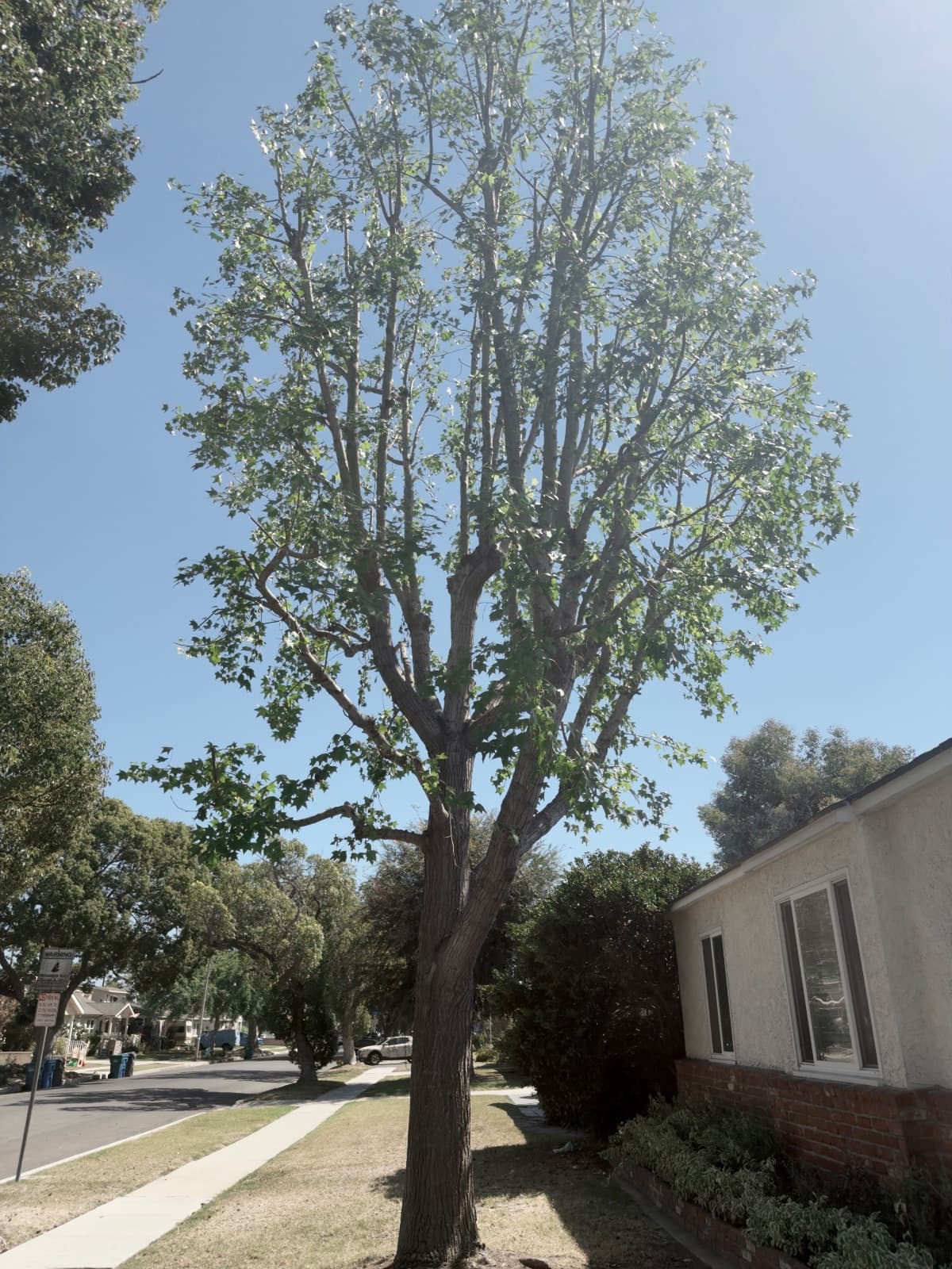 Project by Phil’s Arbor Care — Long Beach · 90808 — photo 2 of 2