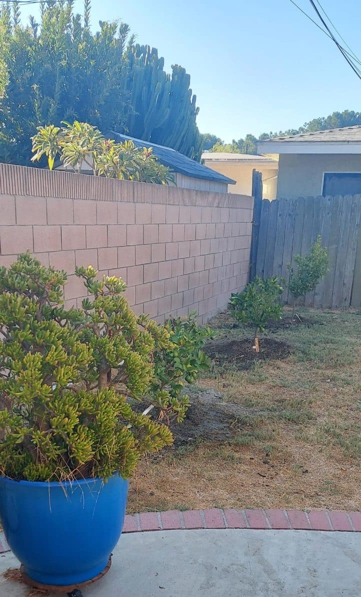 Landscaping by Padilla's Signature Property Solutions in Carson Park (Plaza East) (before)